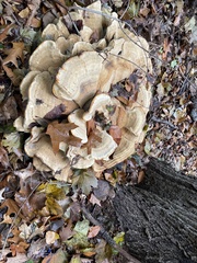 Bondarzewia berkeleyi