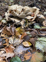 Bondarzewia berkeleyi