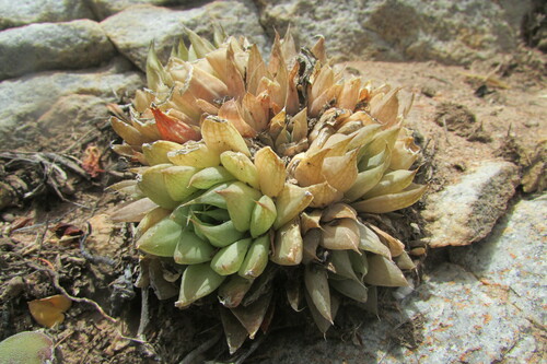 Image of Haworthia mucronata by (c) James Deacon, some rights reserved (CC BY-SA)