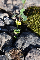 Draba ochroleuca