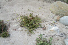 Crassula atropurpurea