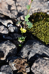 Draba ochroleuca