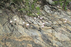 Pelargonium tetragonum