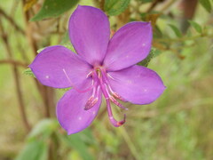 Rhynchanthera grandiflora