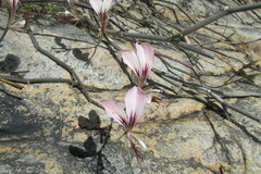 Pelargonium tetragonum