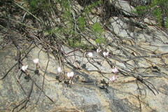 Pelargonium tetragonum