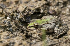 Pelophylax ridibundus
