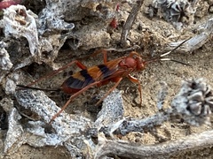 Compsocryptus calipterus