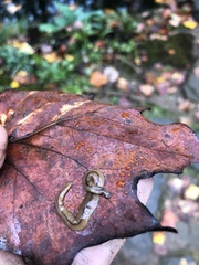 Bipalium adventitium