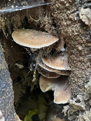 Fungi