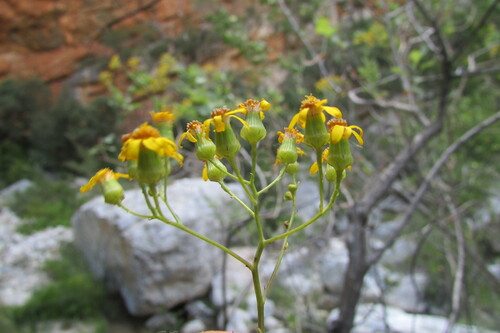 Image of Senecio vestitus by (c) James Deacon, some rights reserved (CC BY-SA)