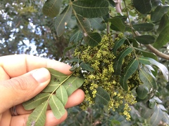 Schinopsis brasiliensis