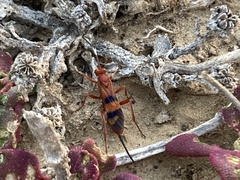 Compsocryptus calipterus