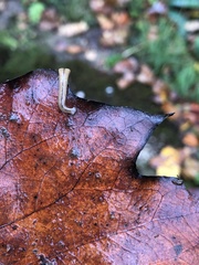 Bipalium adventitium