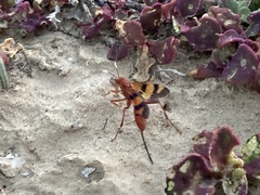 Compsocryptus calipterus