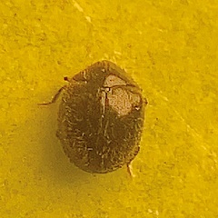 Rhyzobius lophanthae