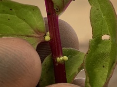 Aphanisma blitoides