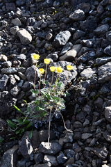 Potentilla uniflora