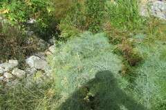 Notobubon capense