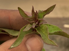 Aphanisma blitoides