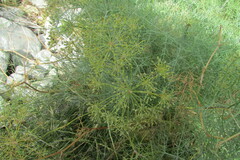 Notobubon capense