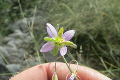 Heliophila cornuta squamata