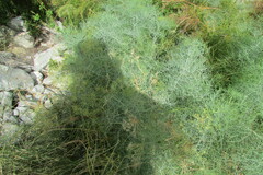 Notobubon capense