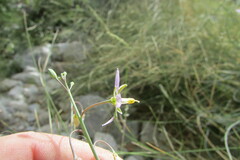 Heliophila cornuta squamata