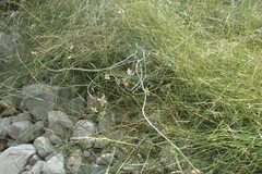 Heliophila cornuta squamata