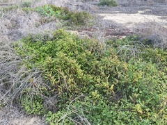 Aphanisma blitoides