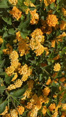 Lantana × hybrida