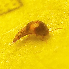 Sepedophilus