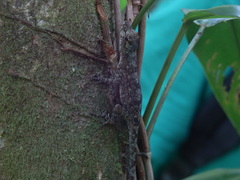 Anolis ortonii