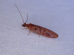 Hemerobius