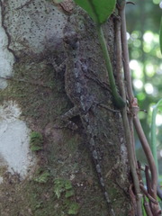 Anolis ortonii