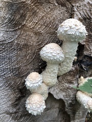 Hemipholiota