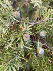 Juniperus oxycedrus