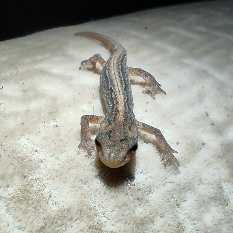 caucasian-smooth-newt-from-353320-on