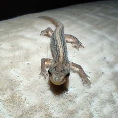 Lissotriton lantzi
