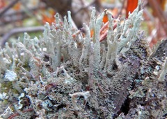 Cladonia cenotea image