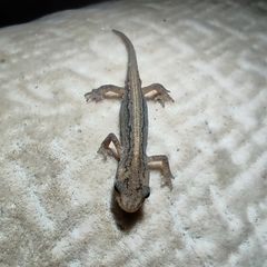 Lissotriton lantzi