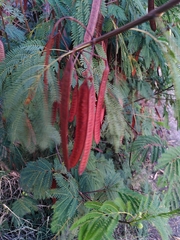 Leucaena