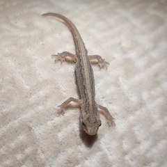 Lissotriton lantzi