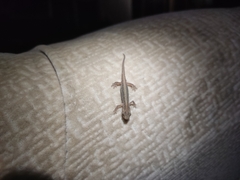 Lissotriton lantzi