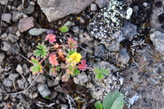 Potentilla hyparctica