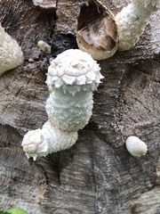 Hemipholiota