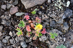Potentilla hyparctica