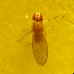 Scaptomyza pallida