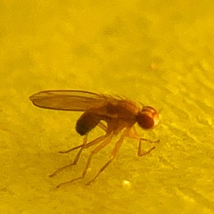 Scaptomyza pallida