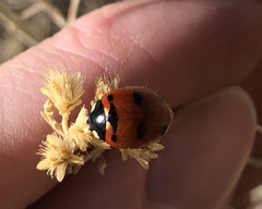Coccinella transversoguttata